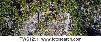 Stock Photography - saltwort vines 
creep over petrified 
coaral along beach 
at bahia honda. 
fotosearch - search 
stock photos, 
pictures, images, 
and photo clipart