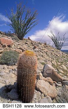 Stock Photo - spiny barrel cactus 
(ferocactus acanthodes) 
and ocotillo in 
bloom in. fotosearch 
- search stock 
photos, pictures, 
images, and photo 
clipart