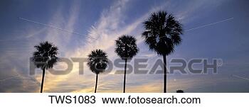 Stock Photo - sun sets behind 
sabal palms along 
florida bay in 
everglades national. 
fotosearch - search 
stock photos, 
pictures, images, 
and photo clipart