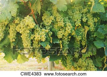 Stock Photo - white cognac grapes 
on vine near cognac, 
france. fotosearch 
- search stock 
photos, pictures, 
images, and photo 
clipart