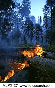 Picture - forest fire in 
yosemite national 
park, california. 
fotosearch - search 
stock photos, 
pictures, images, 
and photo clipart