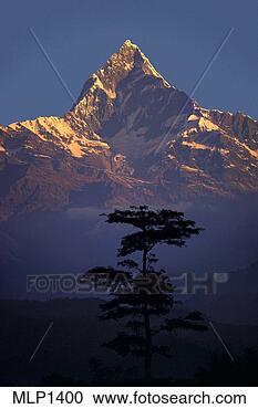 Stock Photography - machapuchare at 
dawn, nepal himalaya, 
nepal. fotosearch 
- search stock 
photos, pictures, 
images, and photo 
clipart