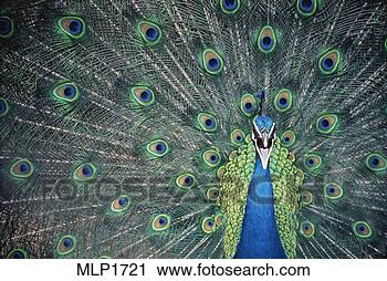Stock Photography - peacock in nairobi, 
kenya. fotosearch 
- search stock 
photos, pictures, 
images, and photo 
clipart