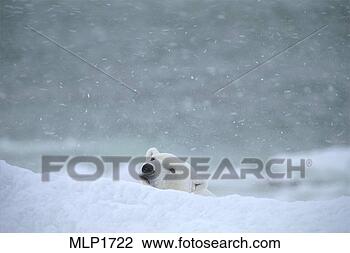 Stock Photo - polar bears at 
churchill, manitoba, 
canada. fotosearch 
- search stock 
photos, pictures, 
images, and photo 
clipart