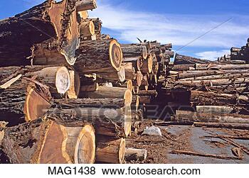 Stock Photo - redwood logs on 
mill deck california. 
fotosearch - search 
stock photos, 
pictures, images, 
and photo clipart