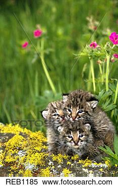 Hazır Görüntü - bebek,  bobcats, 
 çiçekler. fotosearch 
- foto, resim, 
görüntü ve foto 
klipart ara