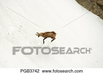 Stock Photo - parc national 
du mercantour 
  chamois somersaults 
on a steep field 
of. fotosearch 
- search stock 
photos, pictures, 
images, and photo 
clipart