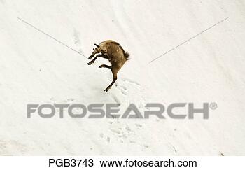 Stock Photo - parc national 
du mercantour 
  chamois somersaults 
on a steep field 
of. fotosearch 
- search stock 
photos, pictures, 
images, and photo 
clipart
