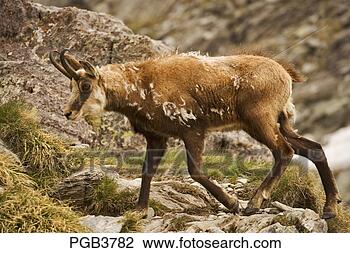 Stock Photo - parc national 
du mercantour 
 chamois rupicapra 
rupicapra. fotosearch 
- search stock 
photos, pictures, 
images, and photo 
clipart