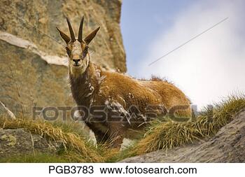 Stock Photo - parc national 
du mercantour 
 chamois rupicapra 
rupicapra. fotosearch 
- search stock 
photos, pictures, 
images, and photo 
clipart