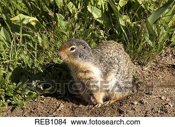 Stock Photo - sitting columbian 
ground squirrel. 
fotosearch - search 
stock photos, 
pictures, images, 
and photo clipart