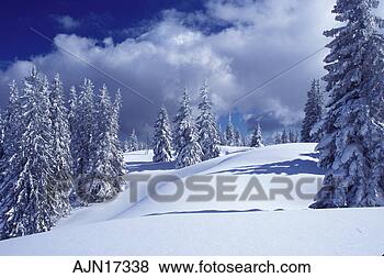 Stock Photo - snow,  trees, 
 switzerland, 
 vaud,  jura mountains, 
 europe. fotosearch 
- search stock 
photos, pictures, 
images, and photo 
clipart