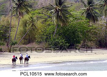 Stock Image - tobago, courland 
bay, horse riding. 
fotosearch - search 
stock photos, 
pictures, images, 
and photo clipart