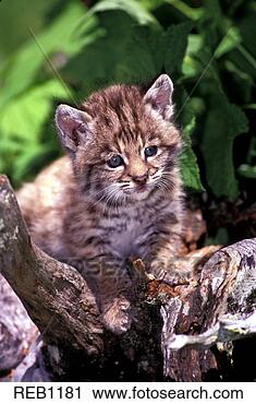 Hazır Fotoğraflar - vaşak,  kedi yavrusu, 
 logaritma. fotosearch 
- foto, resim, 
görüntü ve foto 
klipart ara