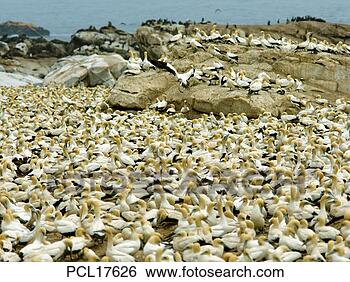 Stock Photo - western cape, 
lambert's bay 
bird island. fotosearch 
- search stock 
photos, pictures, 
images, and photo 
clipart