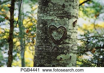 Arquivo de Fotografia - coração, esculpido,  faia, árvore,  algum, tempo,  ago, agora. fotosearch  - busca de fotos,  imagens e clipart