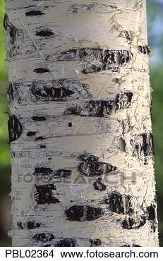 Hazır Fotoğraf - huş ağaci,  ağaç. 
fotosearch - foto, 
resim, görüntü 
ve foto klipart 
ara