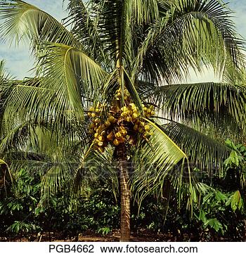 hybrid-coconut-palm_~PGB4662.jpg
