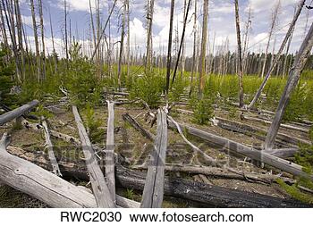 Stock Photography - wyoming,  usa 
- new tree growth 
in forest damaged 
by fire,  in. 
fotosearch - search 
stock photos, 
pictures, images, 
and photo clipart