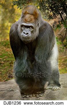 Stock Photo - gorilla,  adult 
male silverback, 
 full body,  standing 
with knuckles. 
fotosearch - search 
stock photos, 
pictures, images, 
and photo clipart