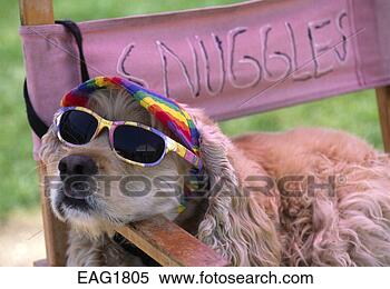 Stock Image - snuggles the dog 
wearing sun glasses 
- venice beach. 
fotosearch - search 
stock photos, 
pictures, images, 
and photo clipart