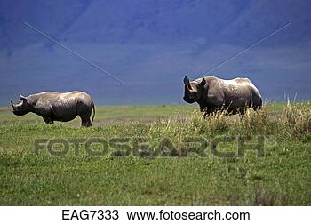 Stock Photo - the endangered 
black rhino (diceros 
bicornis) has 
been hunted to 
near. fotosearch 
- search stock 
photos, pictures, 
images, and photo 
clipart