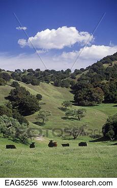 Stock Photo - herford cattle 
graze in a pasture 
of lush grass 
in central. fotosearch 
- search stock 
photos, pictures, 
images, and photo 
clipart