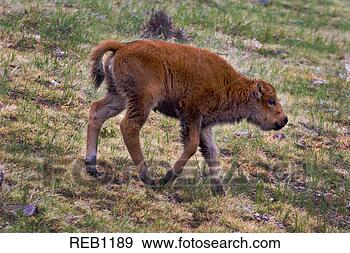 Stock Photograph - walking bison 
calf. fotosearch 
- search stock 
photos, pictures, 
images, and photo 
clipart