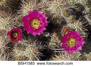 Stock Photo - detail of claret 
cup cactus in 
bloom in blair 
valley,  anza-borrego. 
fotosearch - search 
stock photos, 
pictures, images, 
and photo clipart