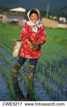 Picture - japanese woman 
standing  in family 
rice paddy with 
stalks of rice. 
fotosearch - search 
stock photos, 
pictures, images, 
and photo clipart