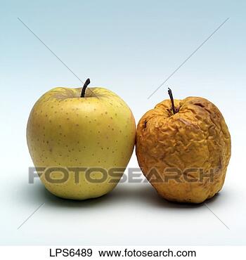 Stock Photograph - sgm47719 one golden 
apple and one 
golden wrinkled 
apple. fotosearch 
- search stock 
photos, pictures, 
images, and photo 
clipart