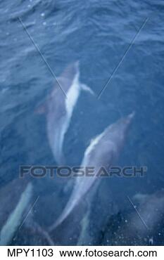Stock Photo - dolphins swimming 
off the bow santa 
barbara channel 
california. fotosearch 
- search stock 
photos, pictures, 
images, and photo 
clipart