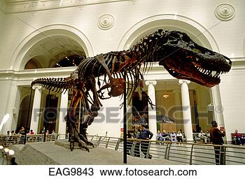 Stock Photo - the tyrannosaurus 
(tyrannosaurus 
rex) skeleton 
of sue is on display. 
fotosearch - search 
stock photos, 
pictures, images, 
and photo clipart