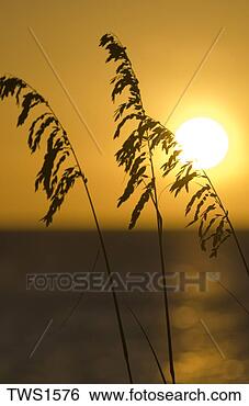 Stock Photo - sea oats silhouetted 
by setting sun 
over gulf of mexico, 
 cayo costa. fotosearch 
- search stock 
photos, pictures, 
images, and photo 
clipart