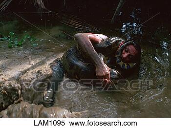 Stock Image - man wrestles green 
anaconda in amazonian 
swamp. fotosearch 
- search stock 
photos, pictures, 
images, and photo 
clipart