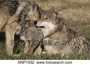 Young Gray Wolf displays affection for the older adult wolf in the View Large Photo Image Stock Photo - young gray wolf displays affection for the older adult wolf in the. fotosearch - search stock photos, pictures, images, and photo clipart