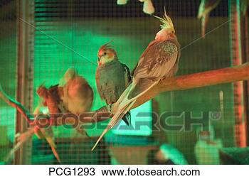 Stock Photo - birds  no release 
 no property release. 
fotosearch - search 
stock photos, 
pictures, images, 
and photo clipart