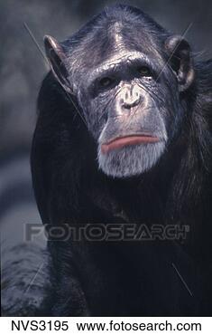 Stock Image - close-up of a  chimpanzee ape  making a sad face.  fotosearch - search  stock photos,  pictures, images,  and photo clipart