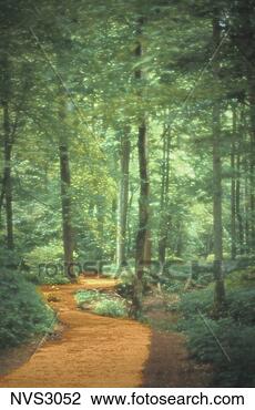 Stock Photo - a golden path 
winds through 
a forest with 
an atmosphere 
of enchantment. 
fotosearch - search 
stock photos, 
pictures, images, 
and photo clipart