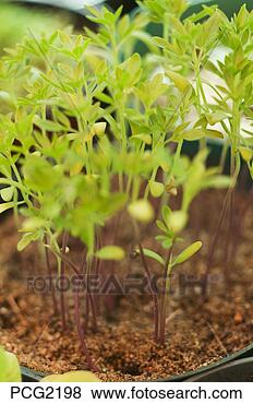 Stock Photo - sprouting plants. 
fotosearch - search 
stock photos, 
pictures, images, 
and photo clipart