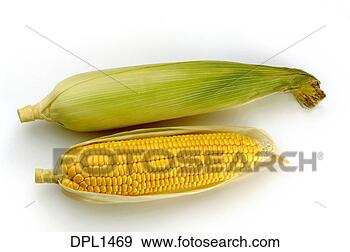 Stock Photograph - grain, one open 
corn and one close 
corn with white 
background. fotosearch 
- search stock 
photos, pictures, 
images, and photo 
clipart