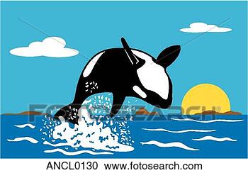 Clipart - assassino,  baleia. 
fotosearch - busca 
de ilustrações 
clipeart e desenhos
