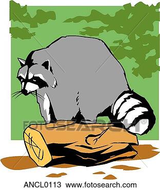 Clipart - guaxinim. fotosearch 
- busca de ilustrações 
clipeart e desenhos