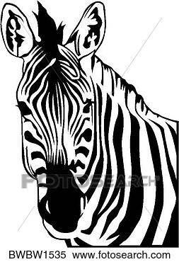 Clipart - zebra. fotosearch 
- busca de ilustrações 
clipeart e desenhos