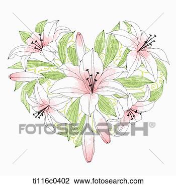 剪贴画 - 百合花, 构成