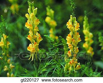 iris-natur-vild_~gt220127.jpg