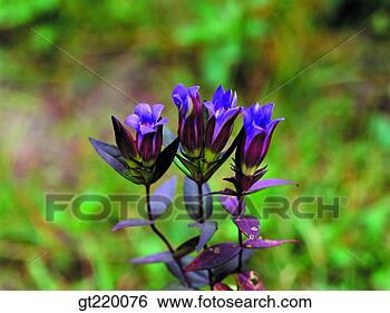 Stock Photo - korea, gentian, 
bohyun mountain, 
grass, weed, nature, 
wild flower. fotosearch 
- search stock 
photos, pictures, 
images, and photo 
clipart
