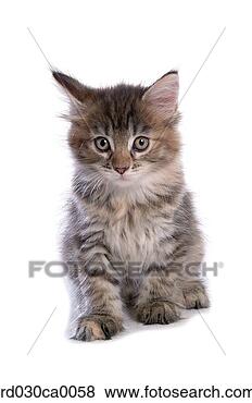 Banco de Imagem - maine,  coon. 
fotosearch - busca 
de fotos, imagens 
e clipart