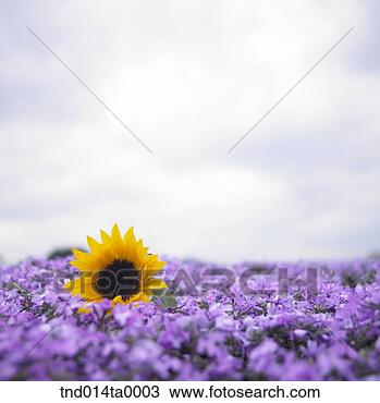 Stock Photo - a sunflower in 
a flower garden. 
fotosearch - search 
stock photos, 
pictures, images, 
and photo clipart