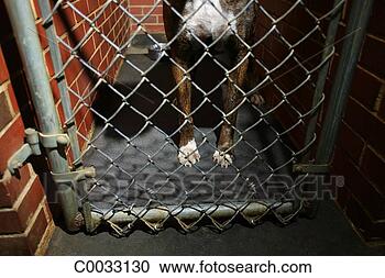 Stock Photography - cropped view of 
a dogs legs as 
he sits in a brick 
kennel behind 
a. fotosearch 
- search stock 
photos, pictures, 
images, and photo 
clipart